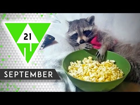 WIN Compilation SEPTEMBER 2021 Edition | Best videos of the month August