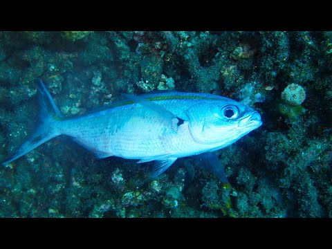 [瀕◯の魚] ダイビング中に見つけたらどうする⁇