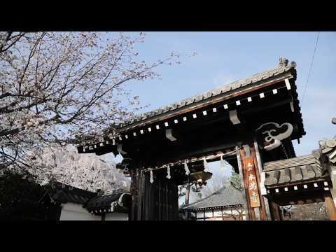 【WEB動画】2018年 春 オリジナル映像「本満寺」篇 そうだ 京都、行こう。