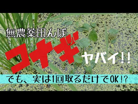 【無農薬田んぼのコナギ対策】実は草取りは1回でよかった！？