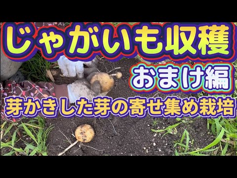 【楽しいじゃがいも収穫】芽かき寄せ集めの再生栽培の収穫も良くできました！