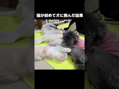 猫が初めて犬に挑んだ結果...#shots