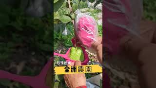 2021春-珍珠芭樂