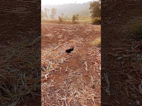 bird is eating food #viral #viralvideo #animals @HappyMonkeyy