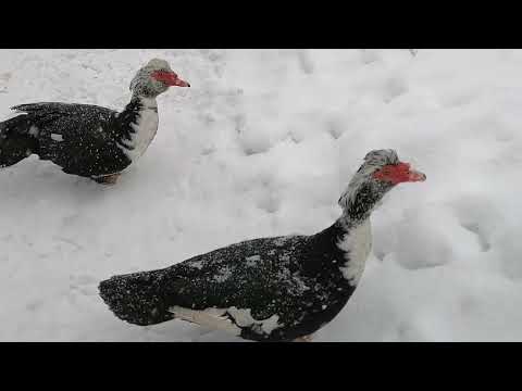 ТРИ ВИДА УТОК/ СТАЯ НА СНЕГУ/ВЫГУЛ.