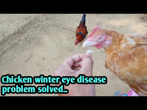 Chicken winter eye disease and treatment // Coryza disease and its treatment in deshi chicken //