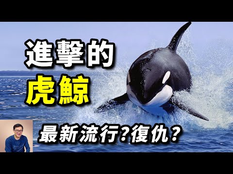 虎鯨這群智慧生物最近有點奇怪，真要做殺人鯨嗎？是流行時尚？還是向人類復仇？【老肉雜談】#動物 #虎鯨 #海洋 #殺手鯨 #orca