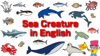 【海の生き物図鑑】Sea ​​creatures Picture Book | Video for Kids〈20種類のいろんな海の生き物をみてみよう〉英語知育アニメ【子供向けアニメ】