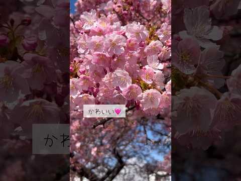 春はもうすぐ♡ #ねこ動画 #保護猫 #河津桜 #子どもとお出かけ #不登校 #桜