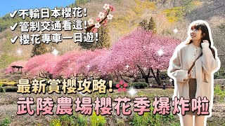 2024武陵農場櫻花季爆炸啦！不輸日本櫻花的賞櫻攻略！訂不到住宿怎麼辦？最美必拍景點？最新花況、管制交通攻略、櫻花專車一日遊整理！台中過年景點推薦｜Irene麻糬公主