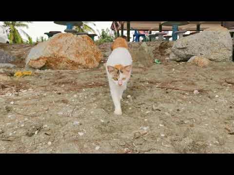 猫喵星人，走出六亲不认的步伐。夏日炎炎，有你超甜。Cats, walked out of the steps that six relatives did not recognize.