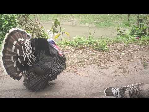 Turkey Bird | Tarki Murgi | Incredible Poultry Farm Technology Produces Million Turkeys