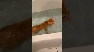 【爆笑注意】お風呂に溺れてしまった猫が面白すぎるwww