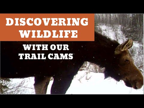 Discovering Wildlife with Our Trail Cameras