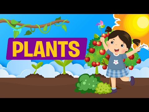 PLANTS | What is a Plant? Kinds of Plants | Science | Learn Videos for Kids | Educational Video