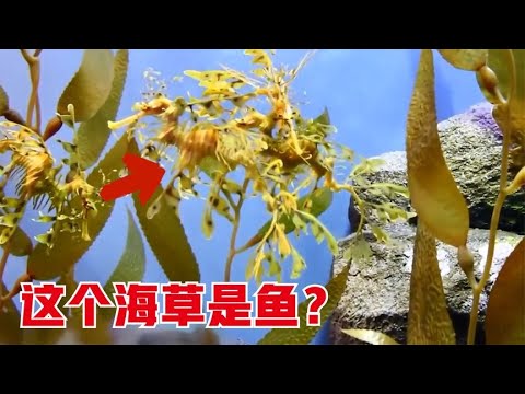 7种你一定没见过的动物，看似是海草，实则是鱼类？