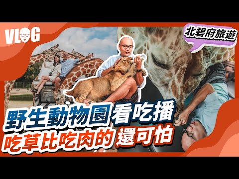 泰國北碧府野生動物園被長頸鹿霸凌！逗豹、餵獅喝奶、大象按摩不算什麼，吃草竟比吃肉的還可怕！