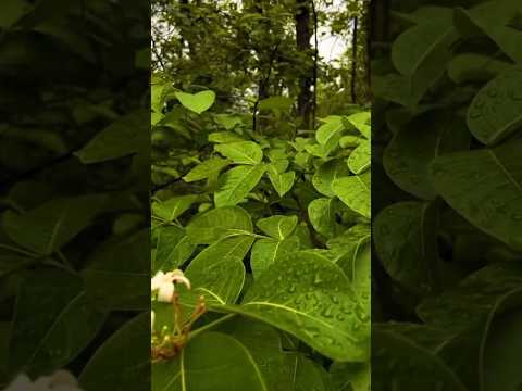 mansoon 🌿natare or flipping ❤️🥀🥰#flip #fliping #parasnath Giridih Jharkhand 🌳#athlete #trendingshort