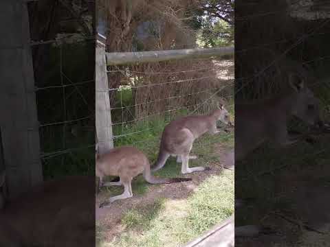 Australia kangaroo #袋鼠 #澳洲袋鼠 #动物 #自然 #kangaroo #australiakangaroos #animals #nature