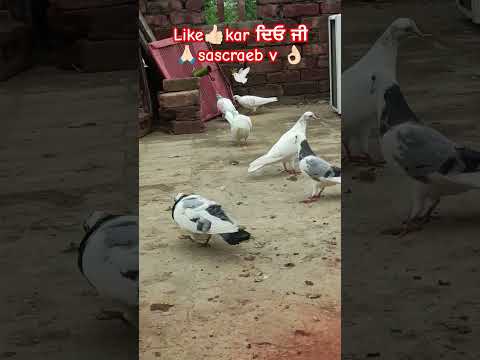 #pigeon #pigeons #youtube #shortvideos#trending #kabuterbaaz#kabutarstatus #viral#bird #kabutarbazi