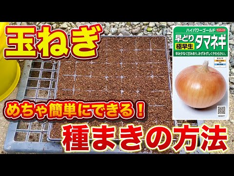 【玉ねぎ】超簡単にできる種まきの方法！手間がかからないでコスパ最強です！