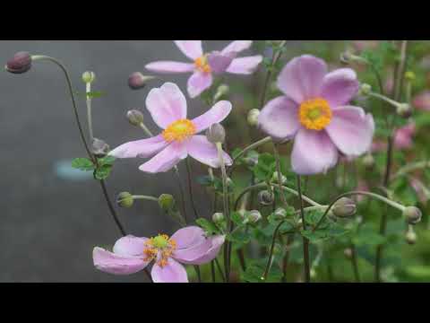 大輪の芙蓉を観に　タイムチャンネル＃56