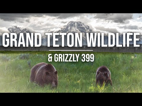 Grizzly 399 & Wildlife in Grand Teton | Finding Grizzlies & Wildlife in Tetons, Yellowstone [4K]