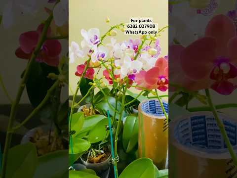 ഇന്ന് പോകാൻ ready ആയി നിൽക്കുന്നവർ #plantstories #orchidcollection #phalaenopsis #dendrobium