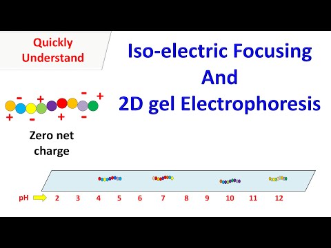 Isoelectric Focusing and 2D gel electrophoresis