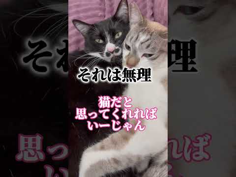 猫同士が仲良すぎて仲間に入れてもらえない飼い主2 #shorts #保護猫