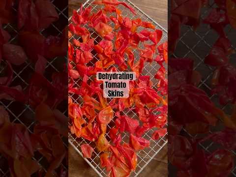 Today on the Homestead: Dehydrating Tomato Skins into Powder | Zero Waste Canning #shorts