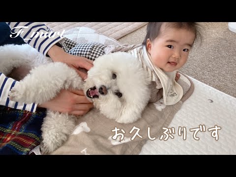 お久しぶりです！　ｰビションフリーゼ犬ｰ