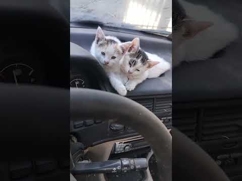 Two cars in my car #cat #kitty #kitten