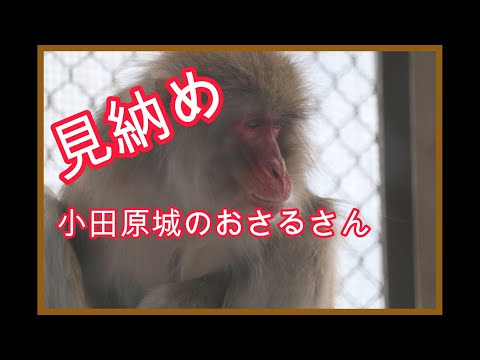 見納め　12月に小田原城を去る７匹のおさるさん（小田原城動物園70余年の歴史に幕ありがとう）