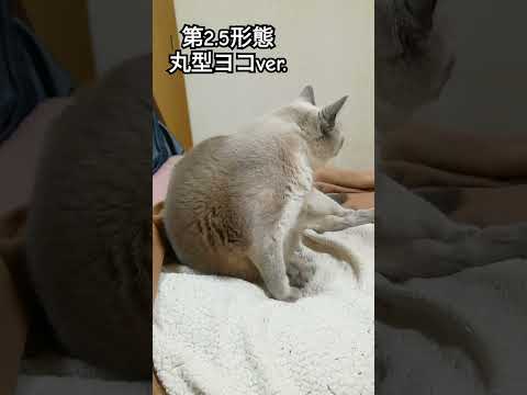 【丸いにゃんこ】第2.5形態テトちゃん　#shorts #ねこ　#変形