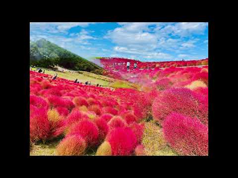 【コキアの丘】茨城県のひたちなか海浜公園で見た真っ赤な紅葉