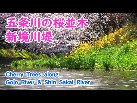 Cherry trees along Gojo River & Shin-Sakai River with Relaxing Music / Spectacular Views of Japan