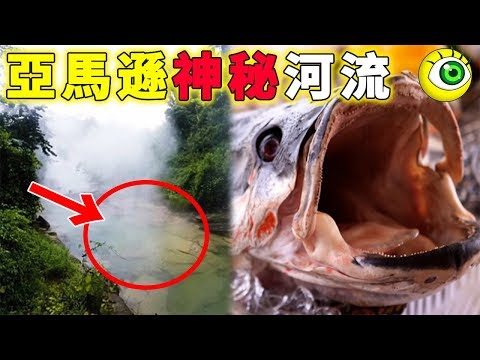 亞馬遜神秘沸騰河！ 掉進去的動物都會被煮熟!