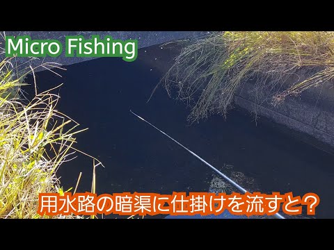 【Micro Fishing】魚の隠れ家　用水路の暗渠を狙う