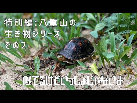 【特別編：八重山の生き物シリーズ その②】似てるけどいっしょじゃないよ  〜ヤエヤマセマルハコガメ〜