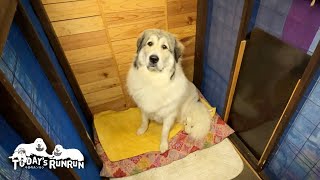 ヒート中につき犬舎で寝泊まり...不満そうだけどお利口に従うベルです　Great Pyrenees　グレートピレニーズ