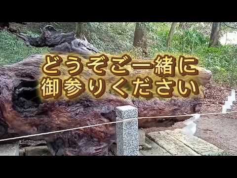 【1分参拝】御神木に宿る龍神様のパワーをお受け取りください!　#限定公開