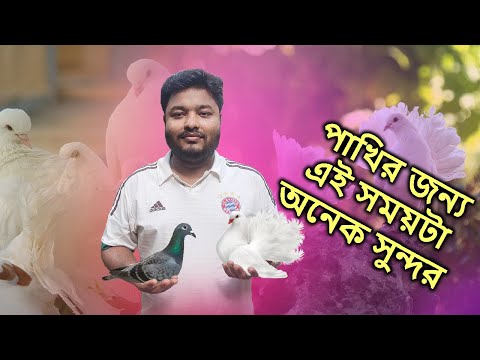 কবুতরের জন্য এই সময় গুলো অনেক সুন্দর কেটেছে | This time seems very good for pigeons