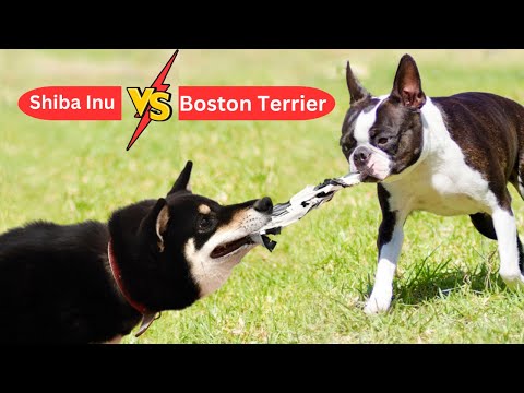 Shiba Inu Vs Boston Terrier in 2 Minutes: 4 Differences Between Them