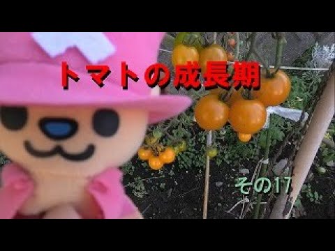 トマトの成長期（第19週目）