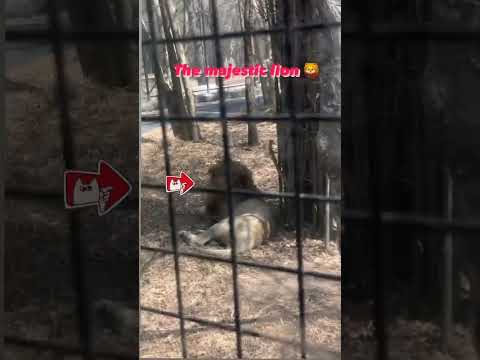 Bennarghatta national park #viral #youtubeshorts #viralvideo #zoo #national  park #lion #trending