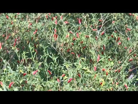 Wow! Chilli Field - Agriculture