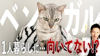 【飼う前に】ベンガル猫は一人暮らしで飼える？【なぜ大変な猫なのか】