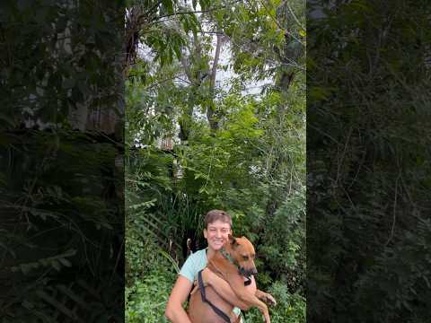 Saving a Dog from the bushes #rescuedog #petcare #savethedogs