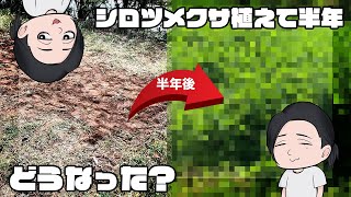 リクガメとシロツメクサ植えて半年でどうなった？結果発表！